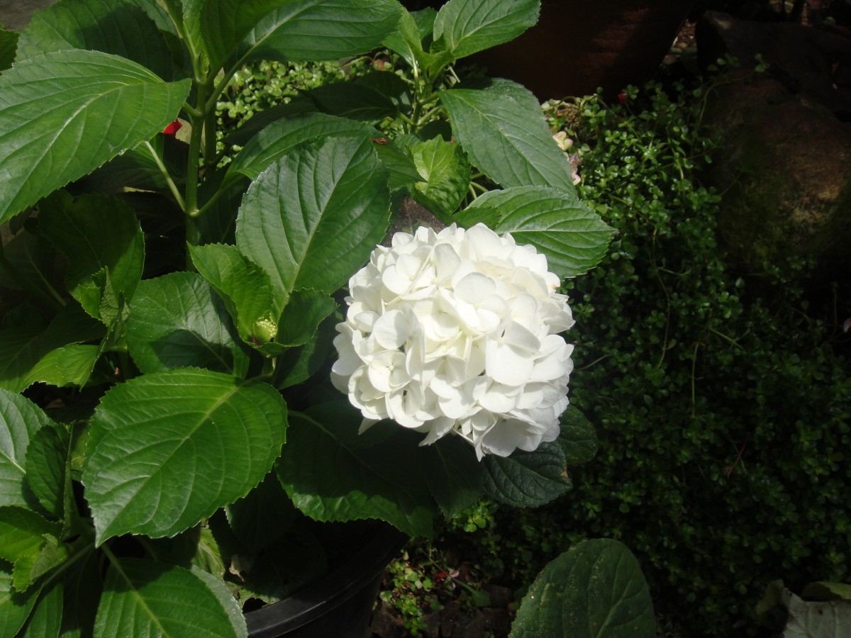 Hydrangea macrophylla (Thunb.) Ser.